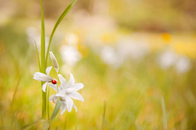 Close-up of flowers against blurred background