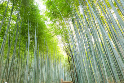 Low angle view of bamboo trees in forest