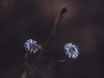 Close-up of wilted flower against blurred background