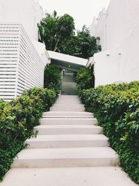 Footpath amidst trees and buildings against sky