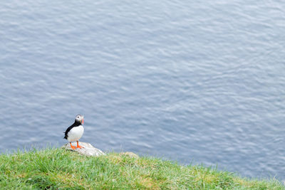 Bird perching on a sea