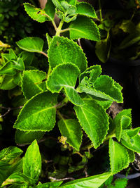 High angle view of green leaves