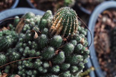 Close-up of succulent plant