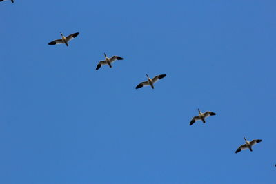 Low angle view of bird flying against blue sky