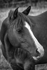 Close-up of horse in ranch