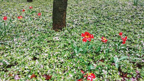 Close-up of red flowers blooming in field