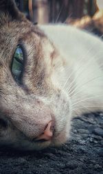 Close-up portrait of cat lying outdoors