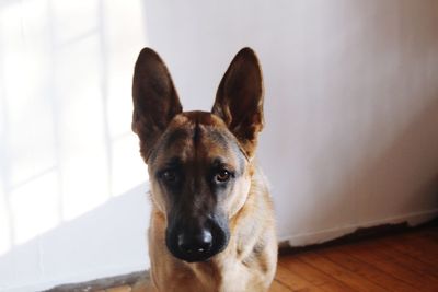 Portrait of dog at home