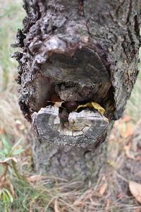 Close-up of mushrooms on tree trunk