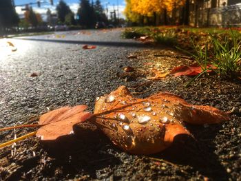Close-up of autumn leaves
