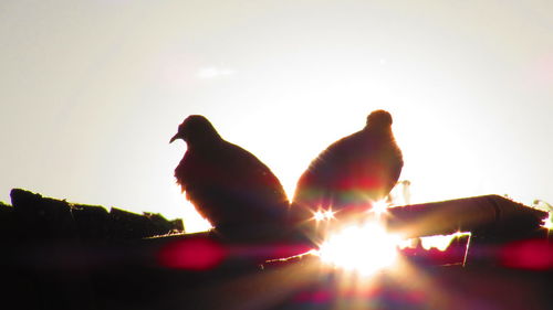 Silhouette of bird