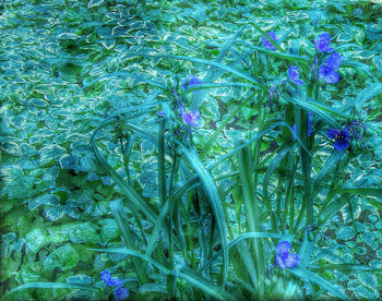 Full frame shot of purple flowers