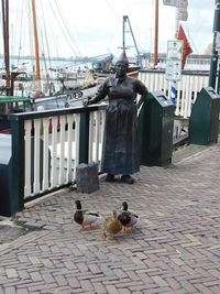 Birds perching on footpath in city