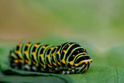 Close-up of insect