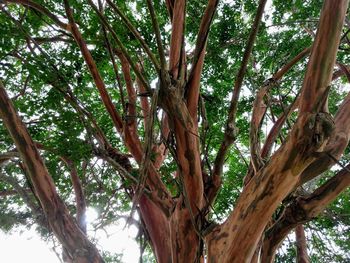 Low angle view of trees in forest