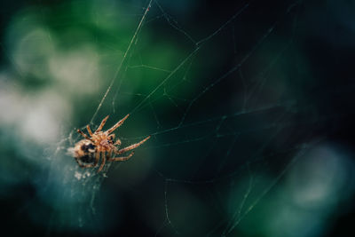 Close-up of spider on web