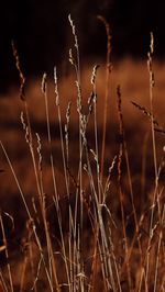 Close-up of dry plants on field