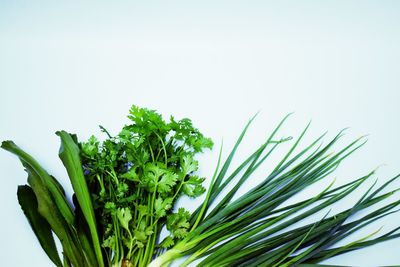 Close-up of fresh green plant against white background