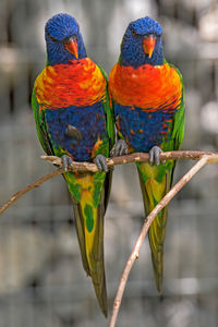 Close-up of rainbow lorikeets perching on branch