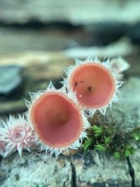 Close-up of red mushroom growing outdoors