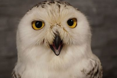 Close-up portrait of owl