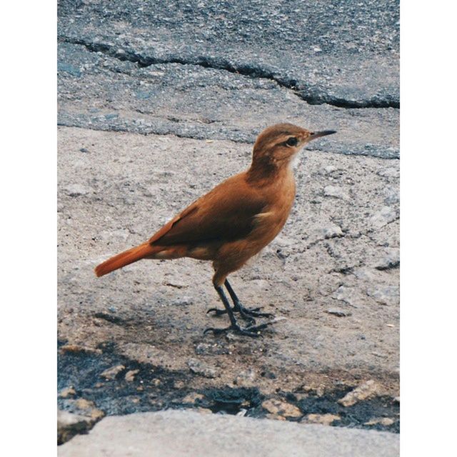 animal themes, one animal, transfer print, animals in the wild, wildlife, bird, auto post production filter, full length, side view, sunlight, outdoors, nature, day, no people, zoology, vertebrate, walking, standing, shadow, street