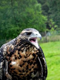 Close-up of eagle