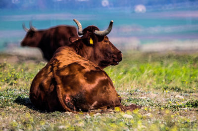 Bulls in a field