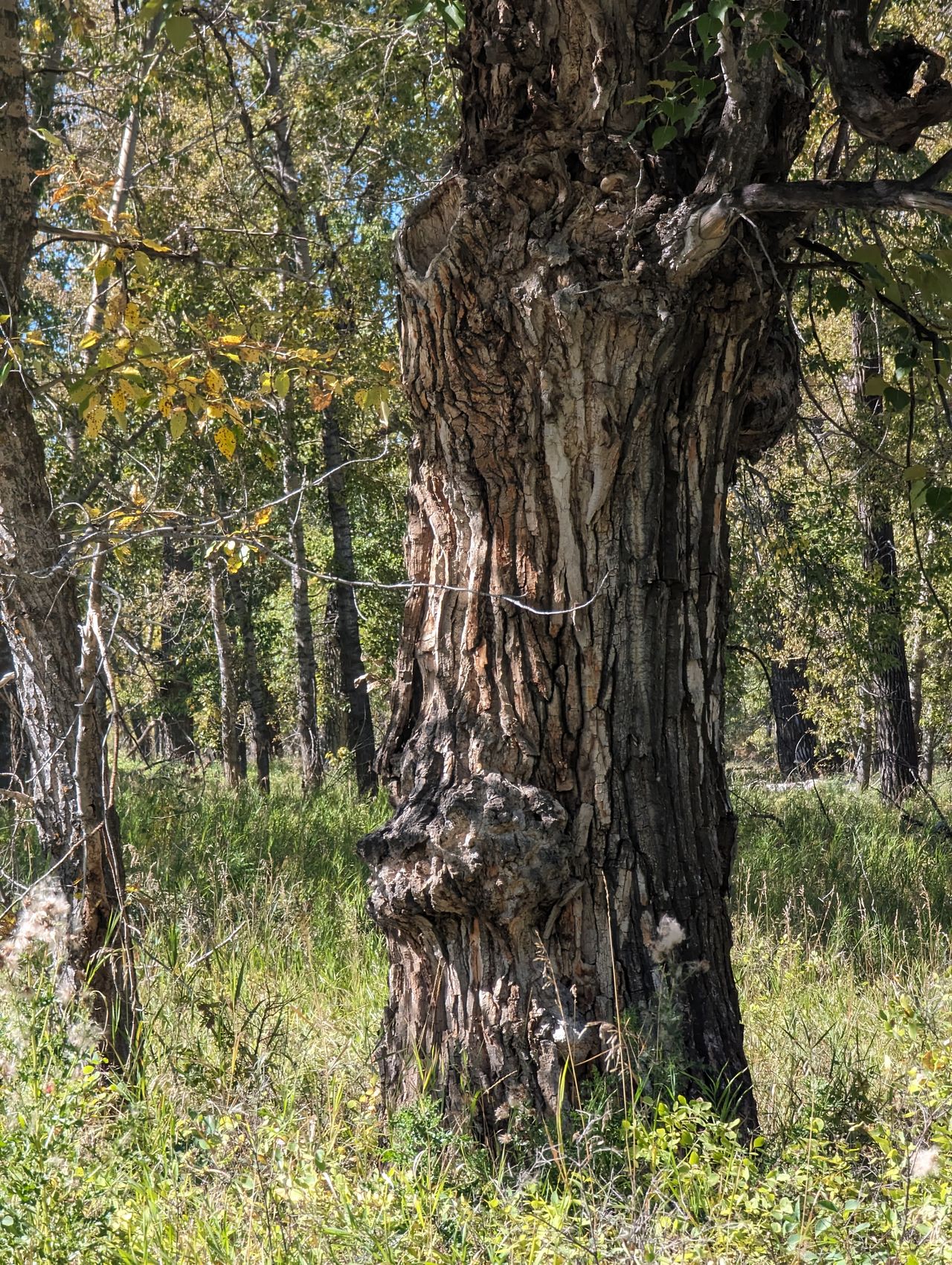 Fish Creek Park - Glennfield