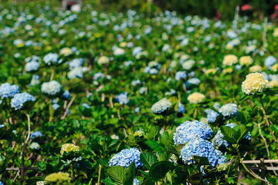 Close-up of flowering plants on field