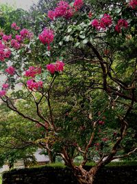 Pink flowers growing on tree