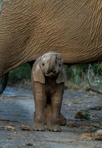 View of elephant in the wild 