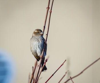 Sparrow perching on twig