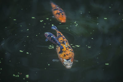 High angle view of koi swimming in sea