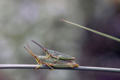 Close-up of insect on leaf