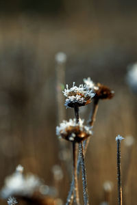 Close-up of wilted plant