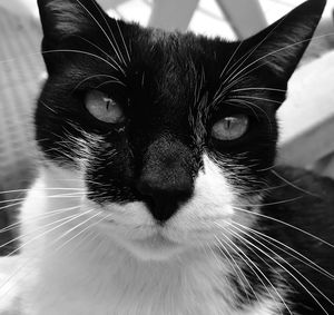 Close-up portrait of a cat