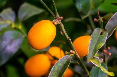 Close-up of orange fruit on tree