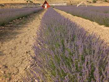 Scenic view of lavender growing on field