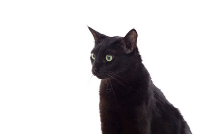 Portrait of black cat against white background