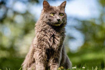 Close-up of a cat looking away