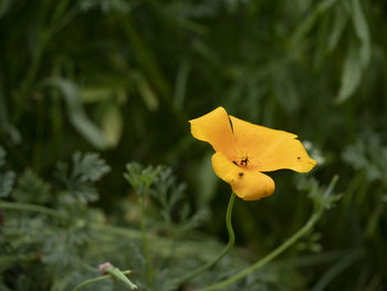 Close-up of yellow flowering plant