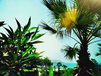 Low angle view of palm trees against sky