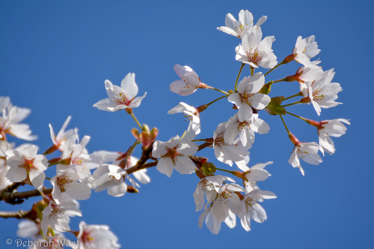 LOW ANGLE VIEW OF CHERRY BLOSSOMS