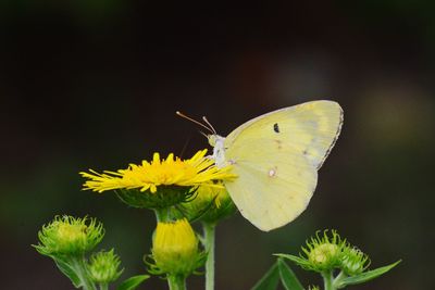 Close-up of butterfly pollinating on yellow flower