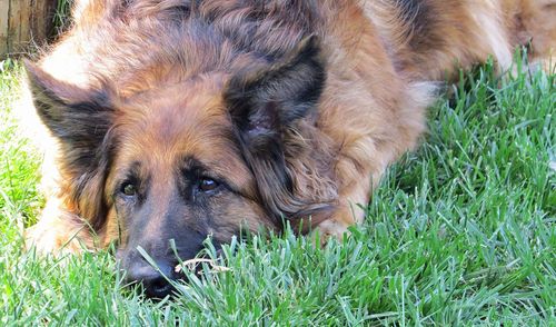 Close-up of dog looking away