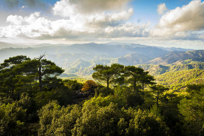 Scenic view of forest against sky