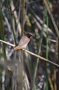 Close-up of bird perching on branch