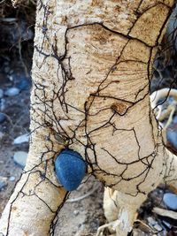 Close-up of tree trunk in winter