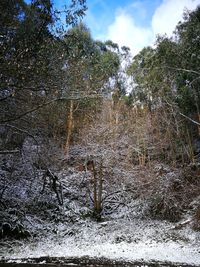 Trees in forest during winter